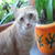 avatar personal