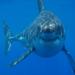 avatar personal de shark