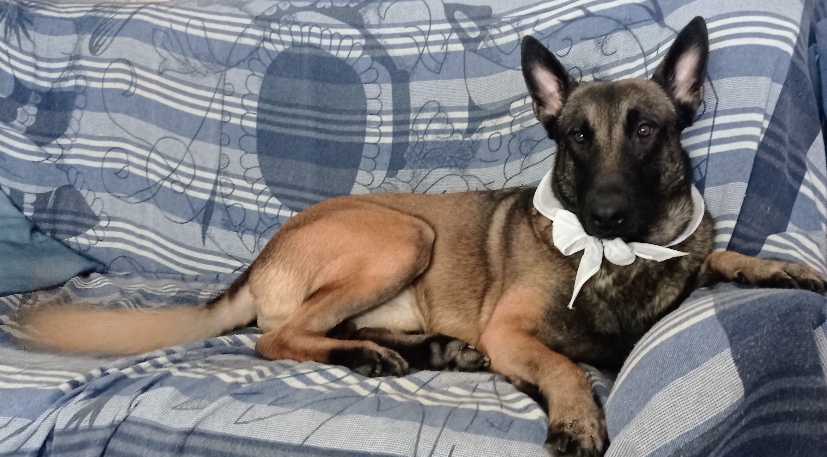 Imagen del comentario 112247