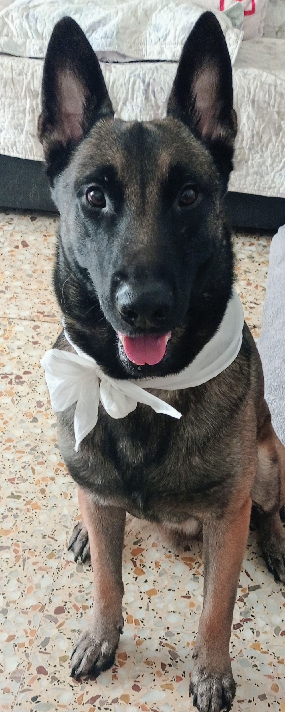 Imagen del comentario 112403