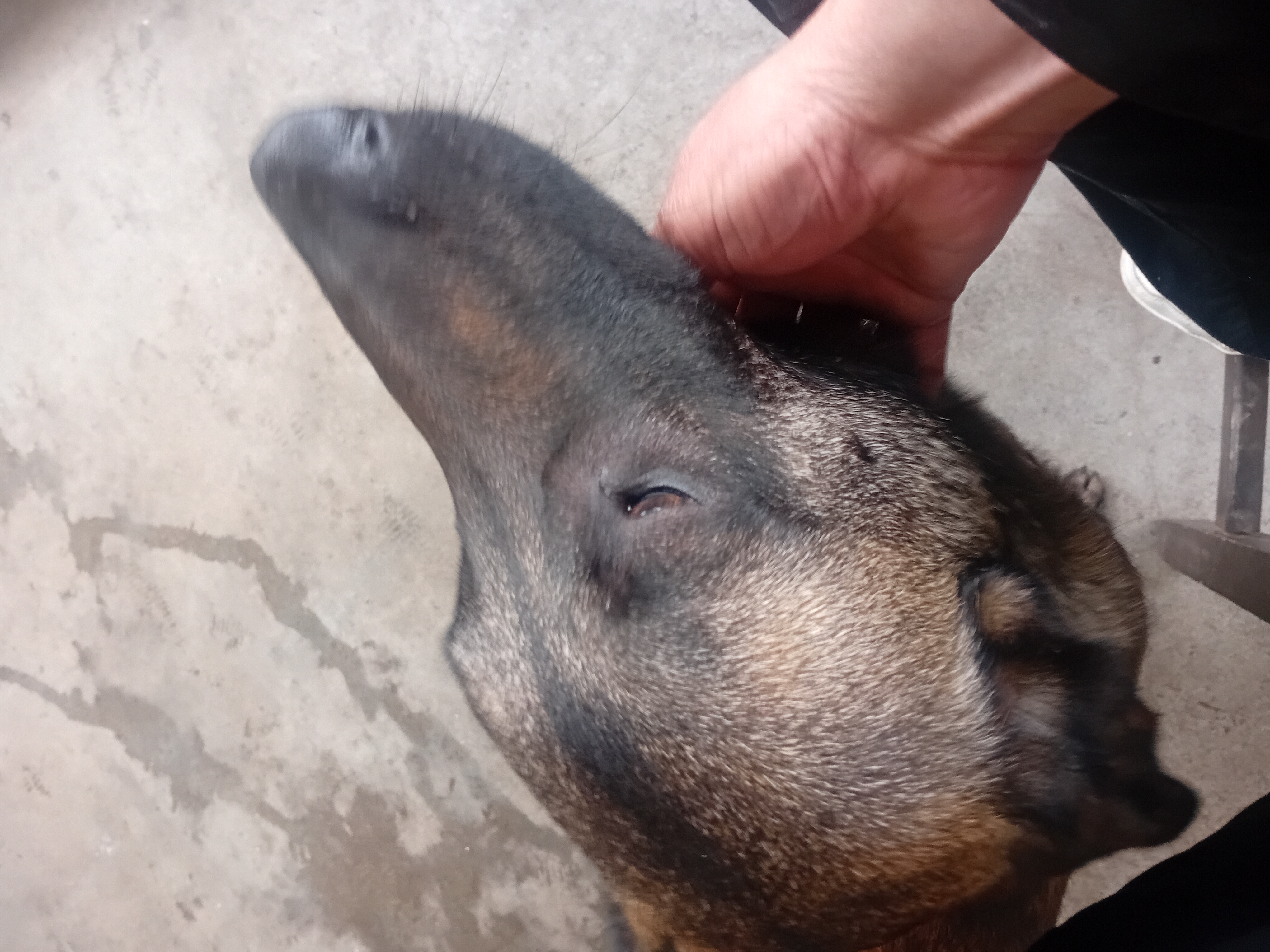 Imagen del comentario 112438