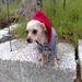 avatar personal de soydelcelta