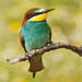 avatar personal de Birdie