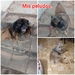 peludos