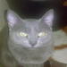 avatar personal de josefiu