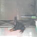 avatar personal de dobermann